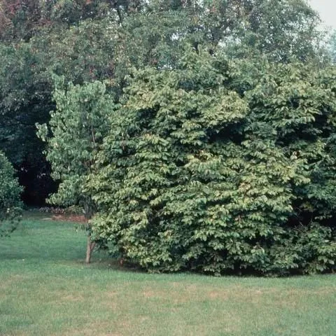 thumbnail for publication: Corylus americana American Filbert